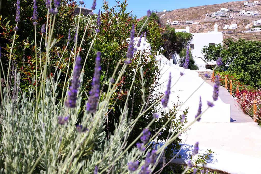 Aelia Mykonos Otel Ornos  Dış mekan fotoğraf